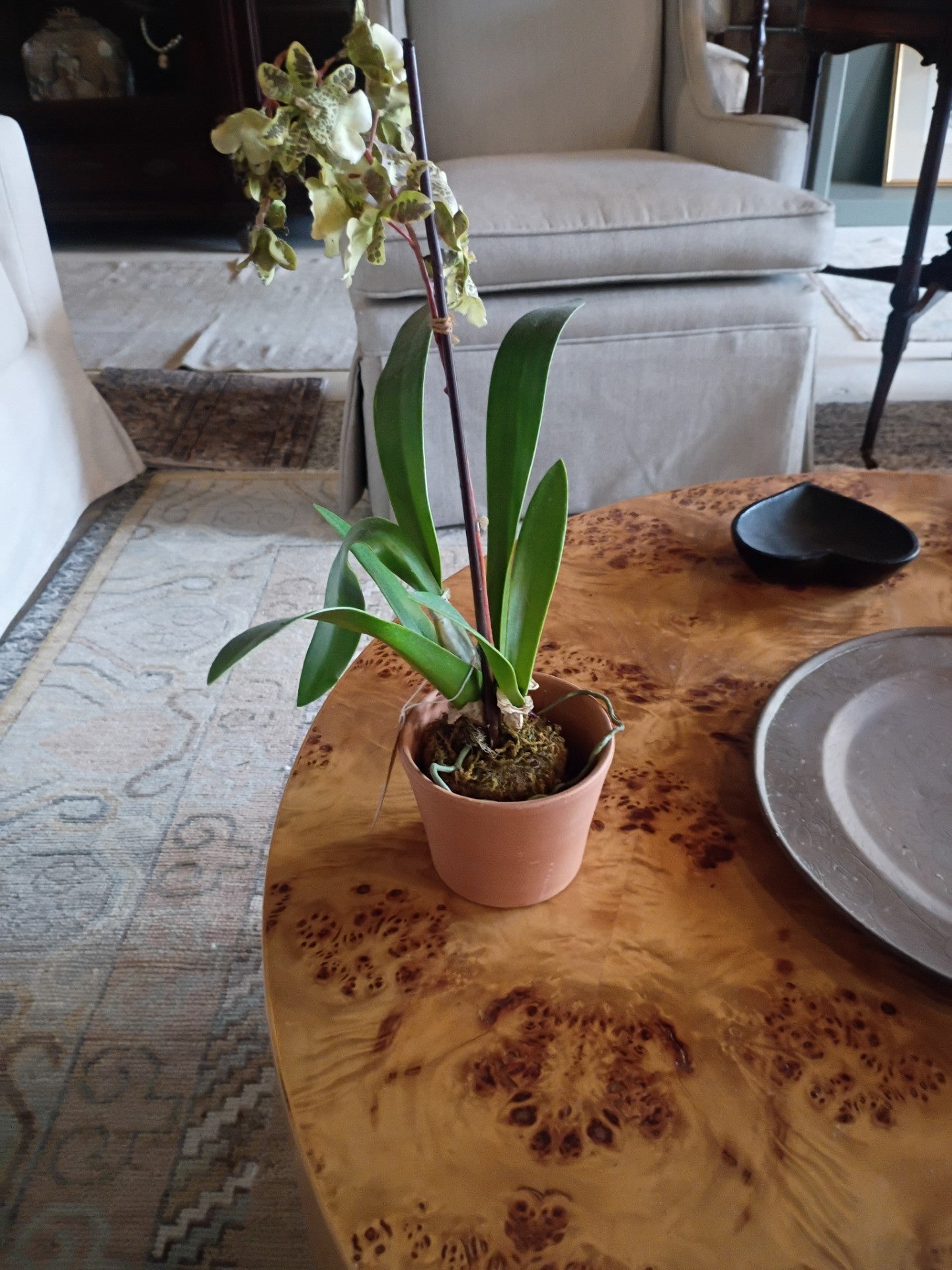 Tulip w/pot