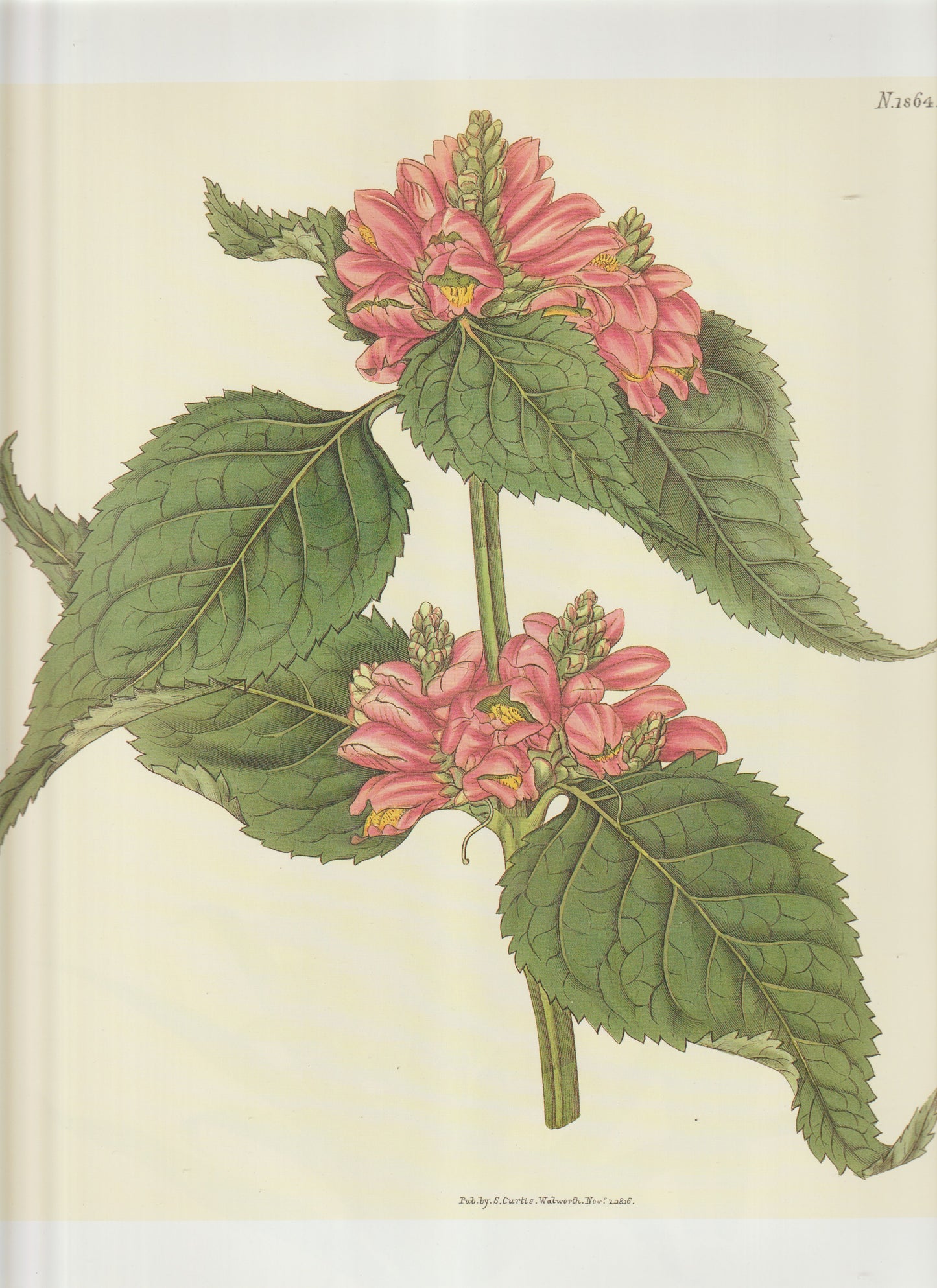 Gesneria bulbosa Plate 1864