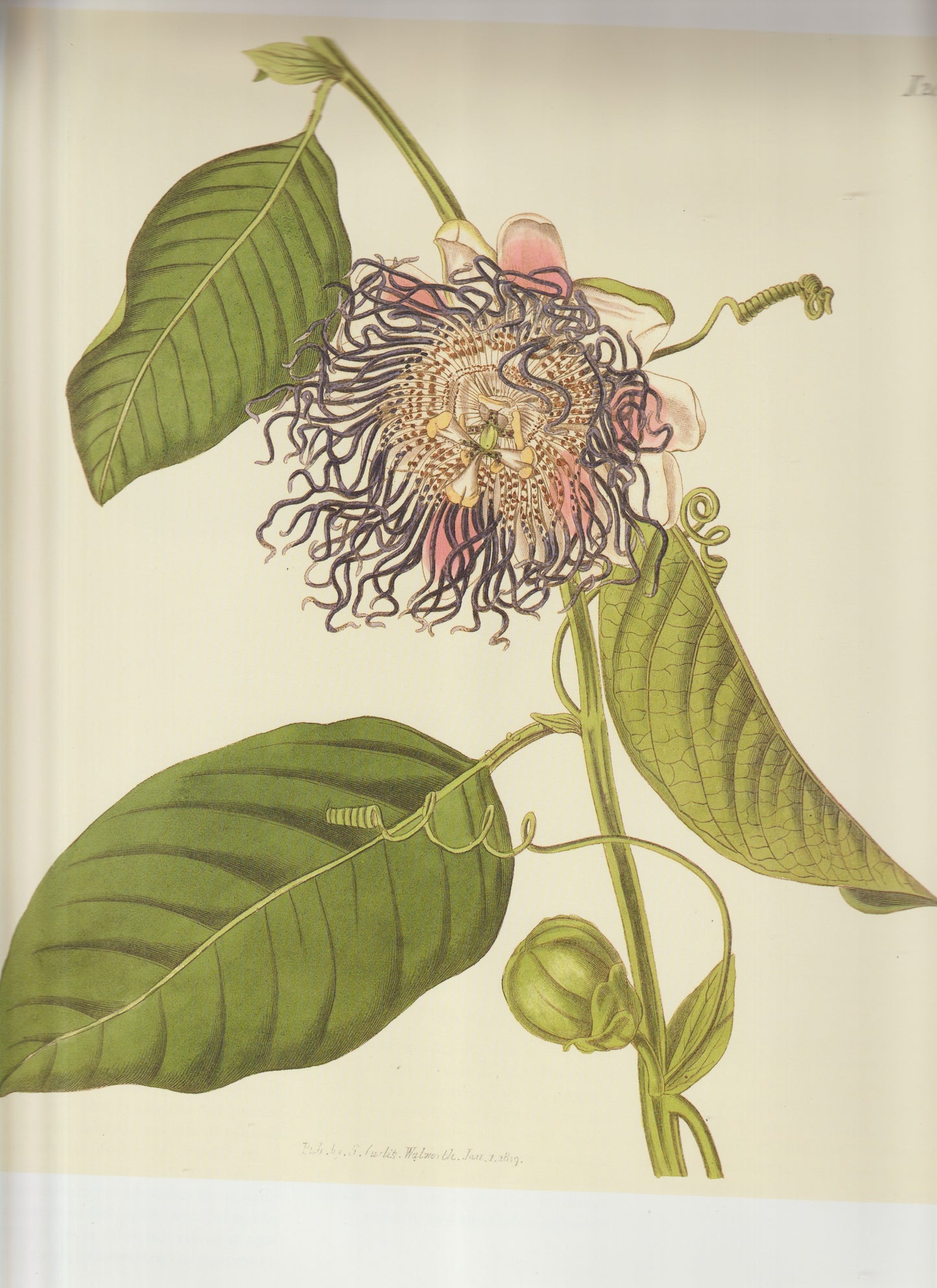 Passifloraceae — Red Passionflower