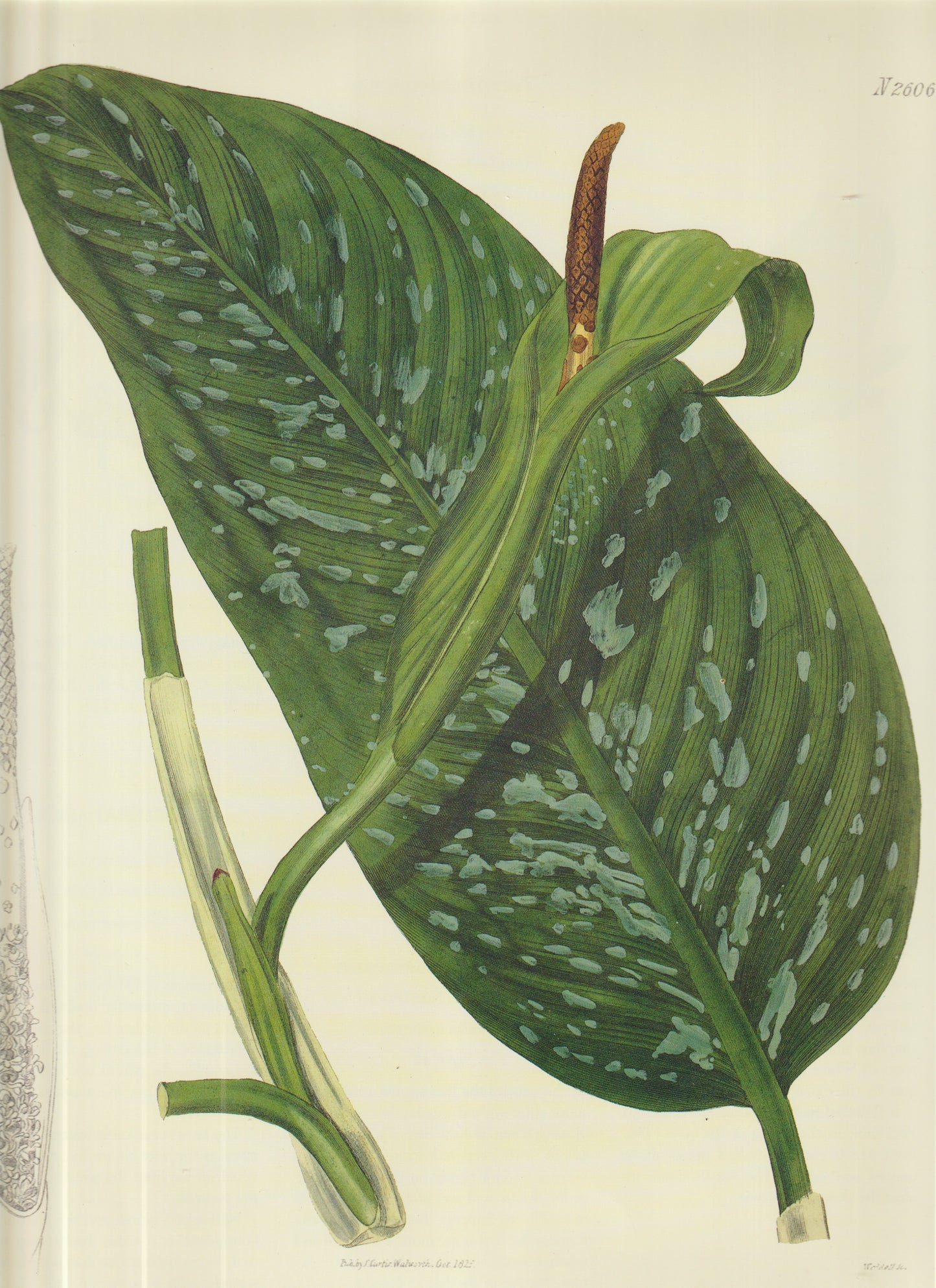 Gesneria ventricosa, Hand‑Colored Copperplate” Plate 2606