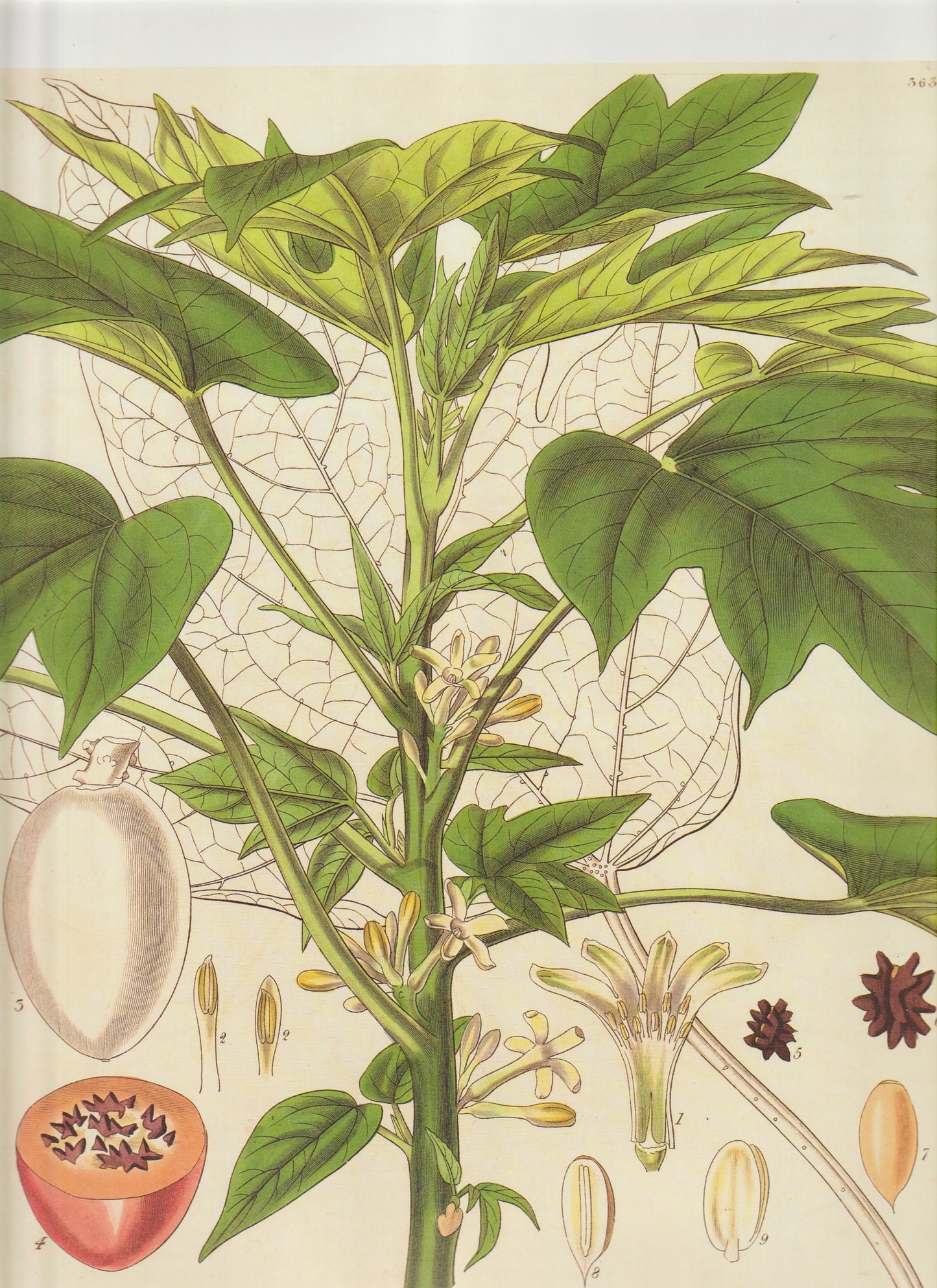 Gesneria zebrina (later Gloxinia zebrina, now in the Sinningia group. Plate 3633