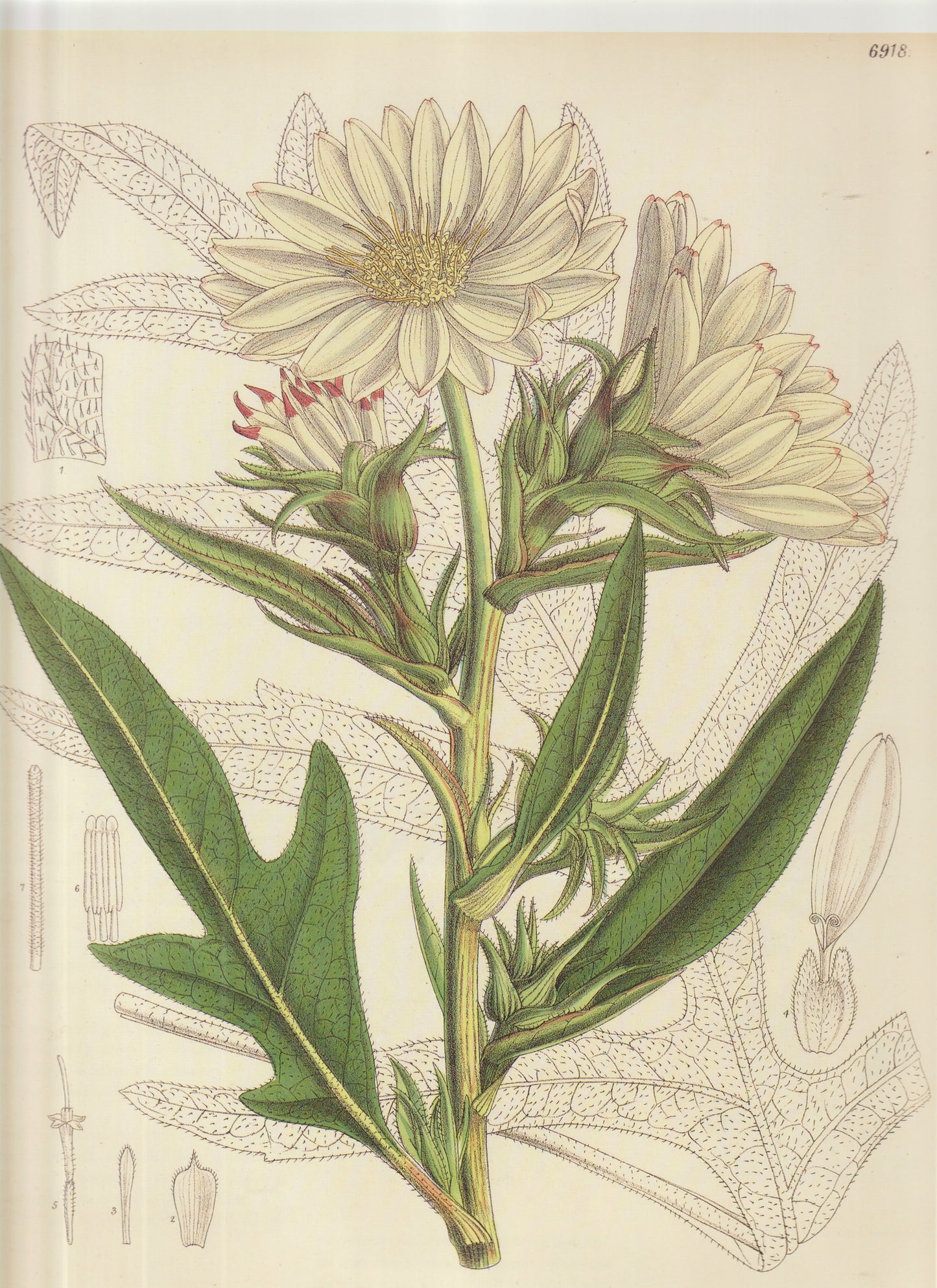 Helichrysum bellidioides Plate 6918