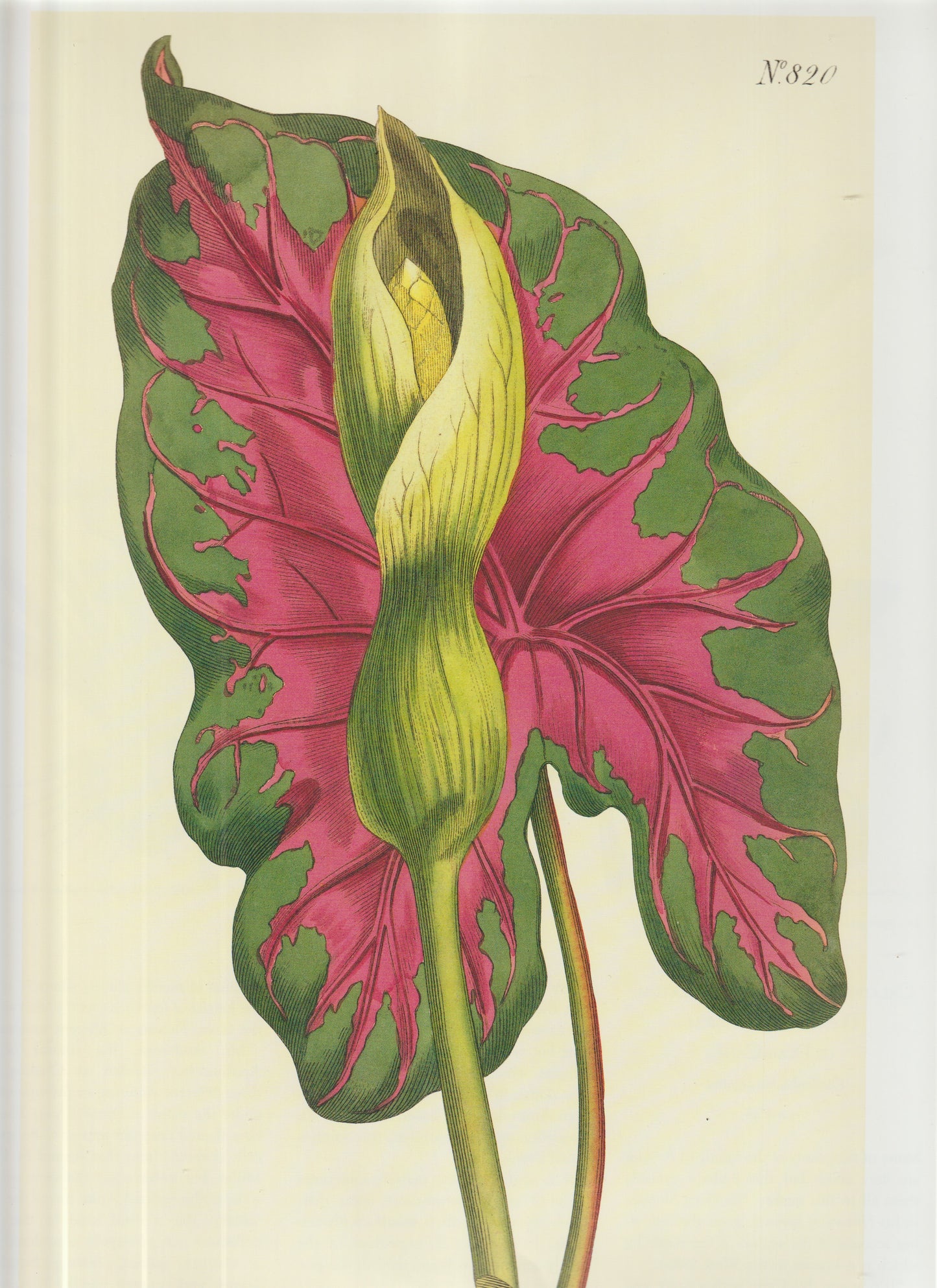 Araceae species Plate 820