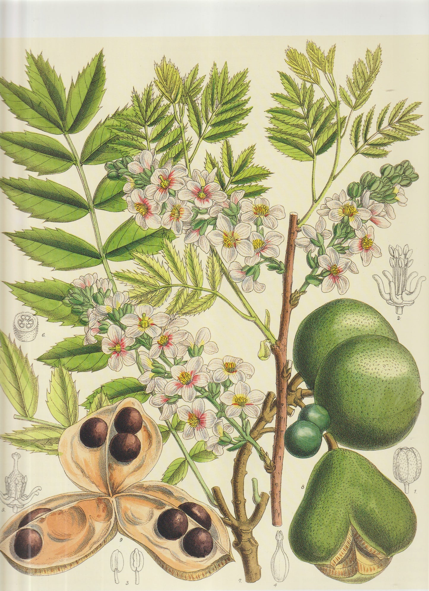 Fabaceae (Leguminosae) Genus: Colutea (Bladder Senna) Page 247