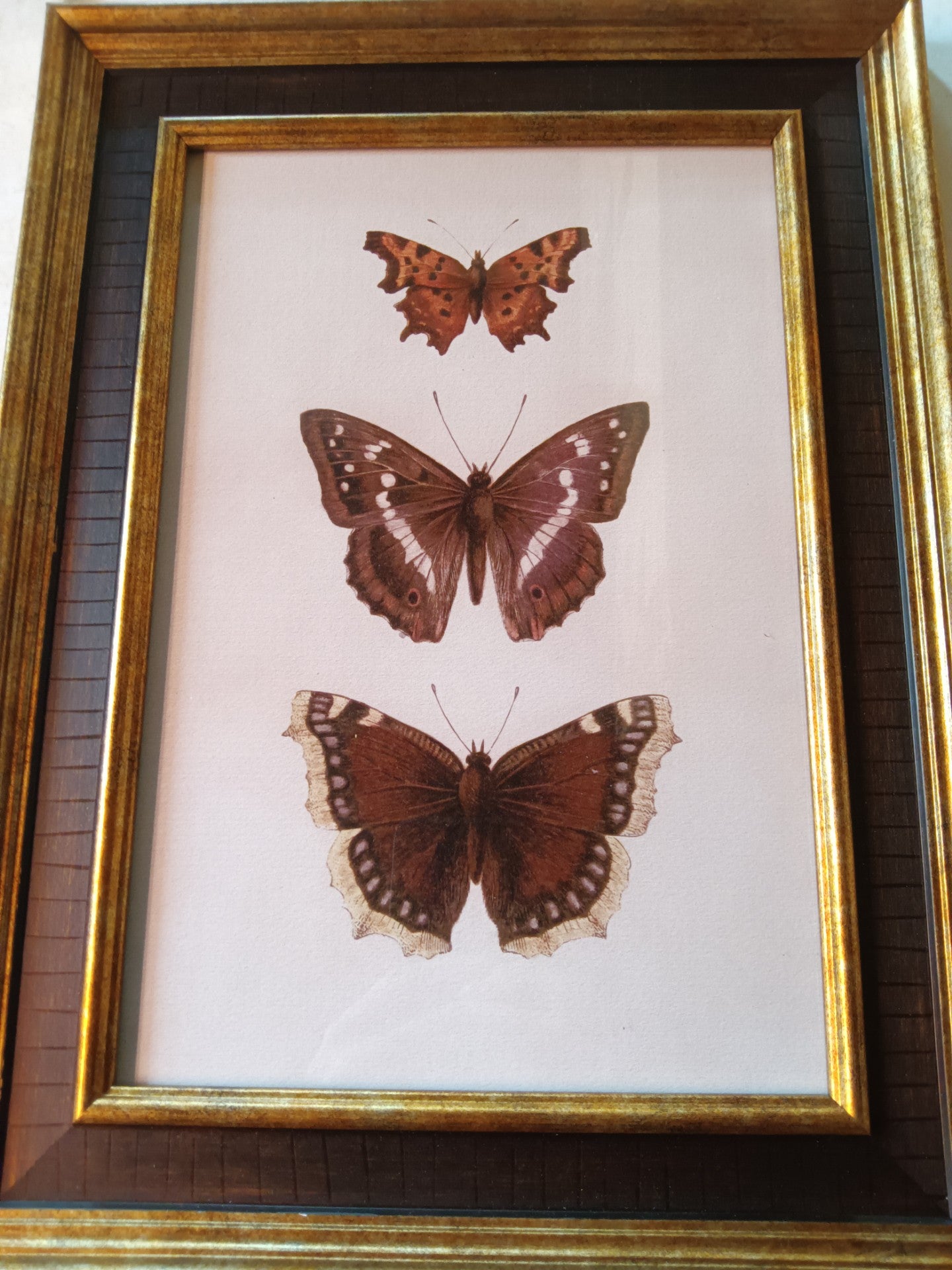 A beautiful picturesque view of Butterflys on canvas