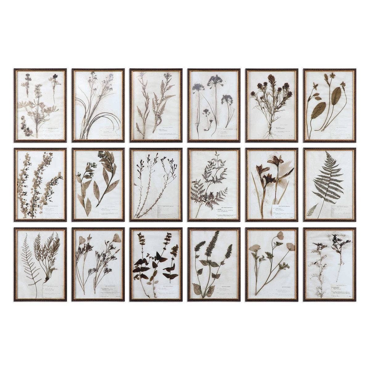 BOTANY FRAMED PRINTS