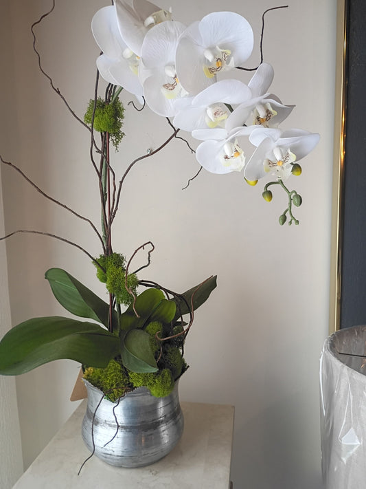 Silk Orchid