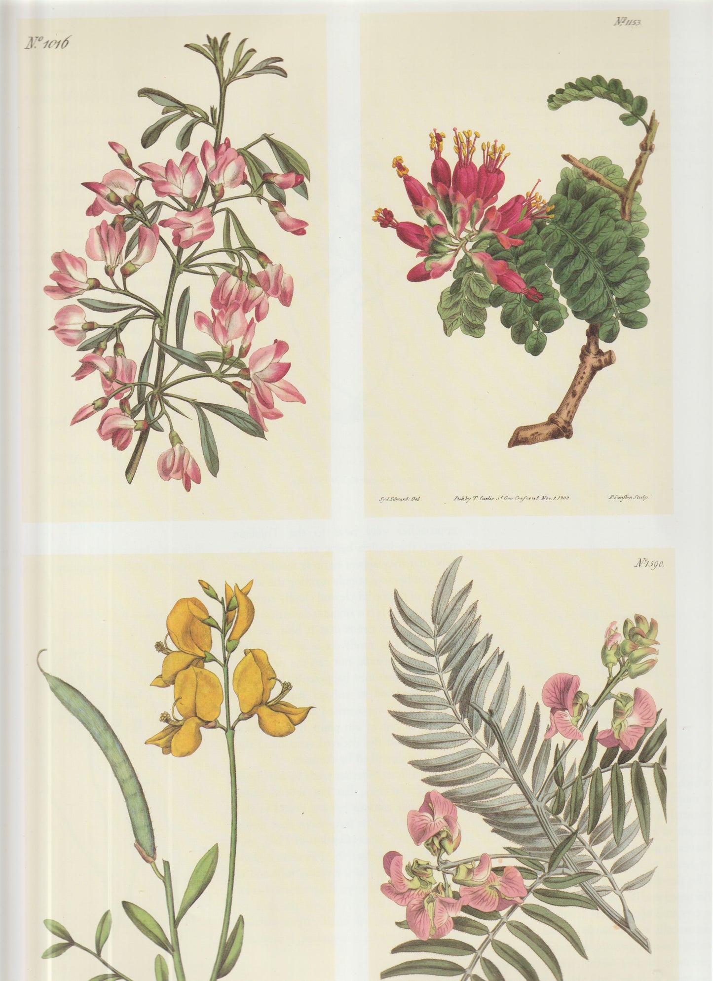 1789 Curtis Botanical Magazine — Early Lambeth Marsh Composite Copperplate Engraving”