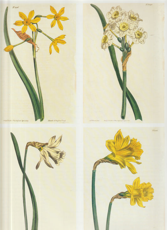 Plate 1186 — Narcissus tazetta (upper left) Plate 1298 — Narcissus tazetta (upper right) Plate 1301 — Narcissus dubius (lower right) Unnumbered Plate (lower left) — Narcissus species