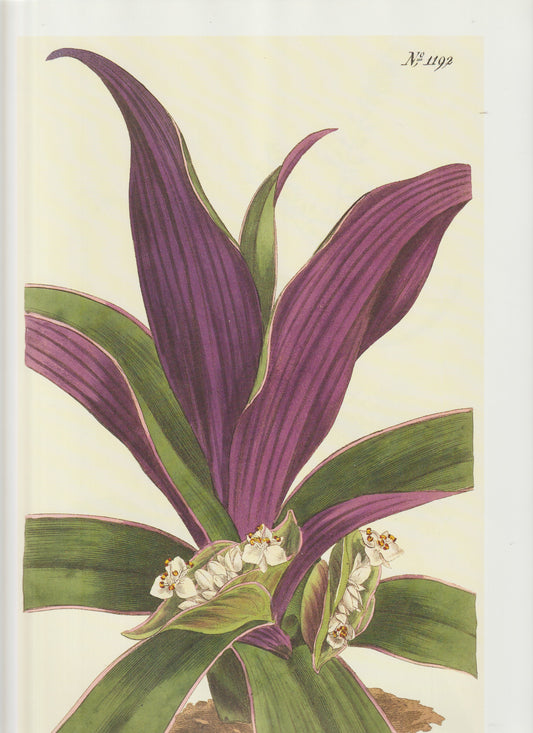 Lobelia cardinalis — Cardinal Flower Plate 1192