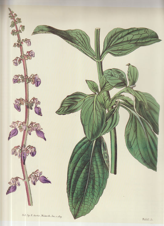 Bletia hyacinthina (now Bletia purpurea) Curtis publication Pg. 121