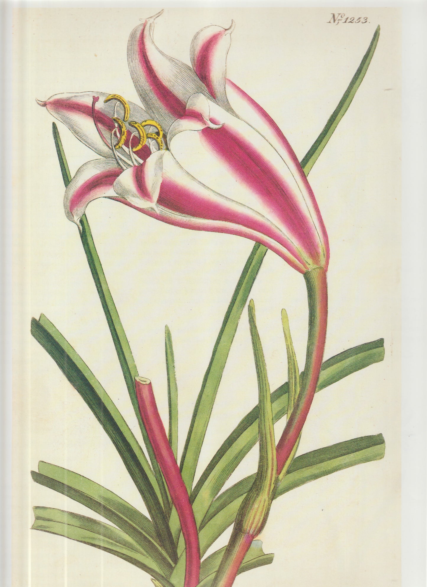 Tillandsia stricta. Bromeliad Plate 1253