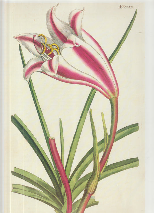 Tillandsia stricta. Bromeliad Plate 1253