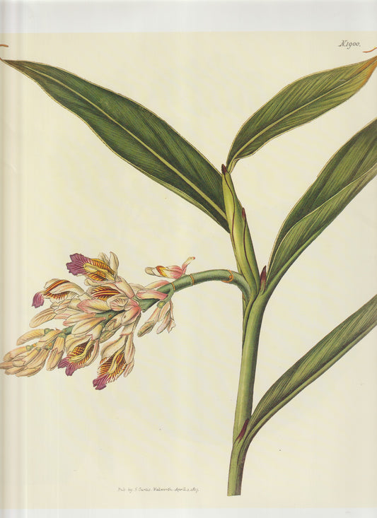 1839 Curtis Botanical Magazine Plate 1900 — Gloriosa superba (Flame Lily) — Hand‑Colored Engraving Plate 1900