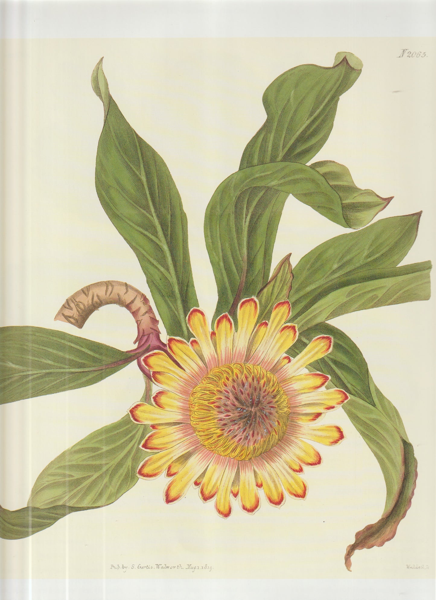 Gaillardia bicolor (Common Name: Blanket Flower) Plate 2065