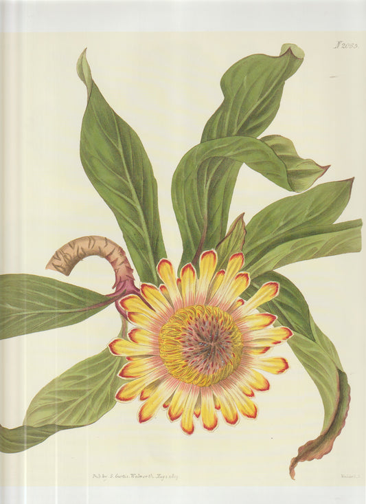 Gaillardia bicolor (Common Name: Blanket Flower) Plate 2065