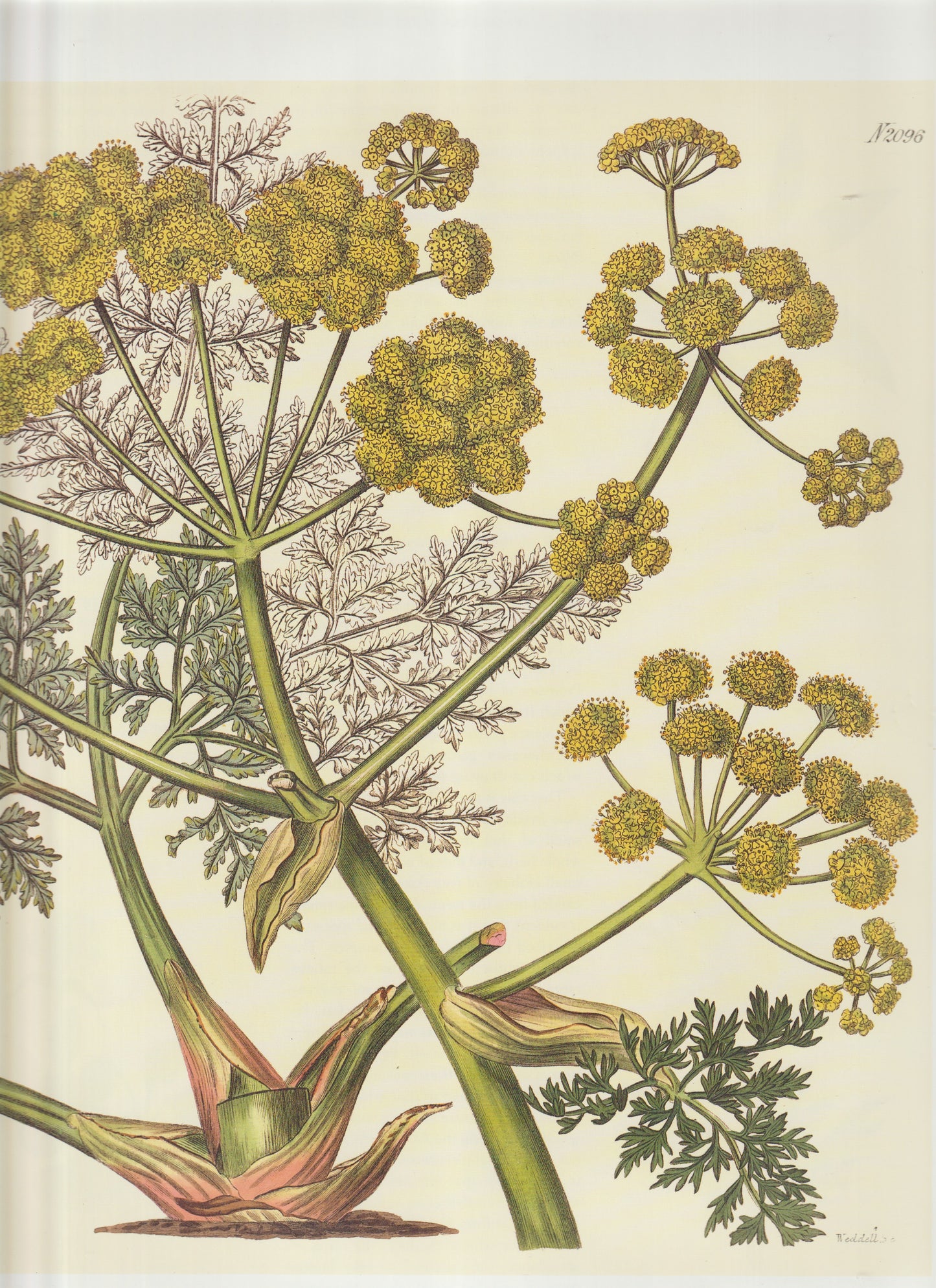 Umbelliferae (Apiaceae) Plate 2096
