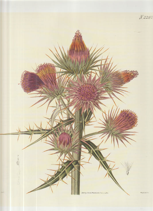 Cnicus (Thistle) Cnicus benedictus Plate 2287