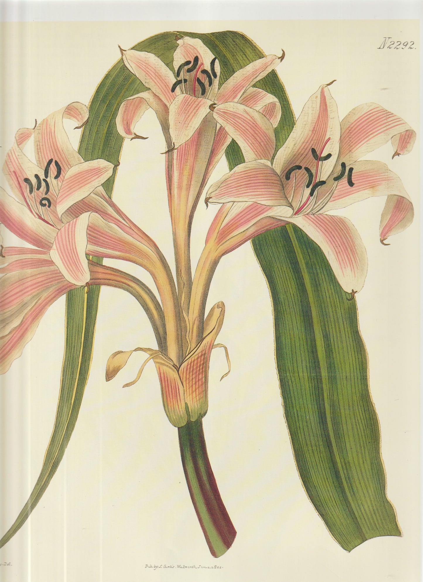Crinum species (Amaryllidaceae) Plate 2292
