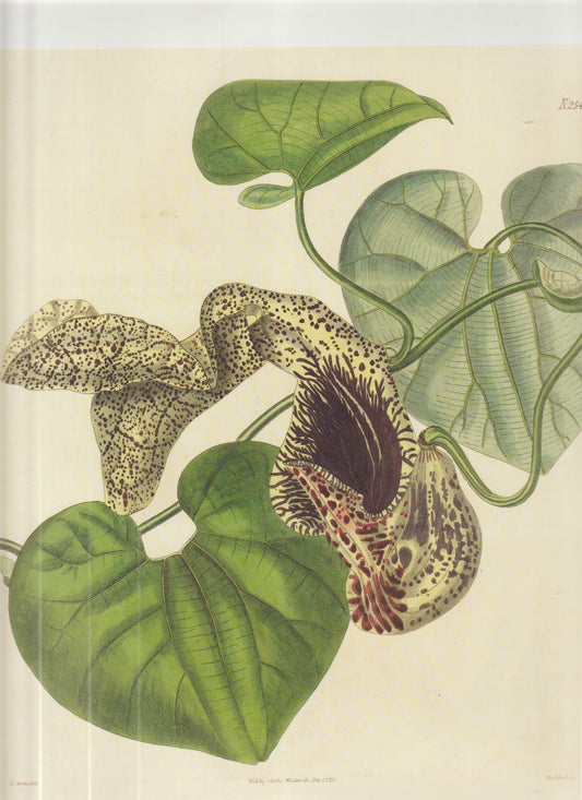 “1825 Curtis Plate 2545 — Gesneria bulbosa Copperplate Engraving”