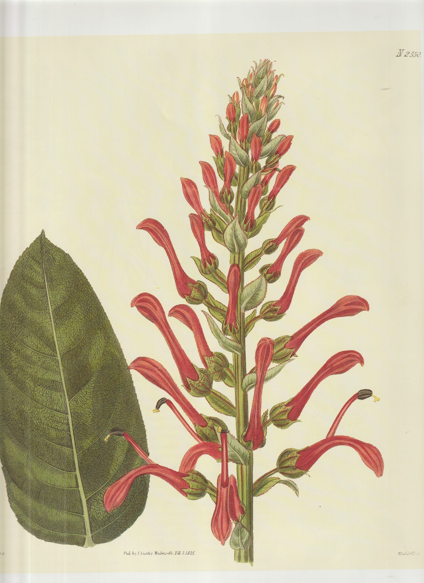 Centaurea montana (Mountain Bluet / Perennial Cornflower) Plate 2550