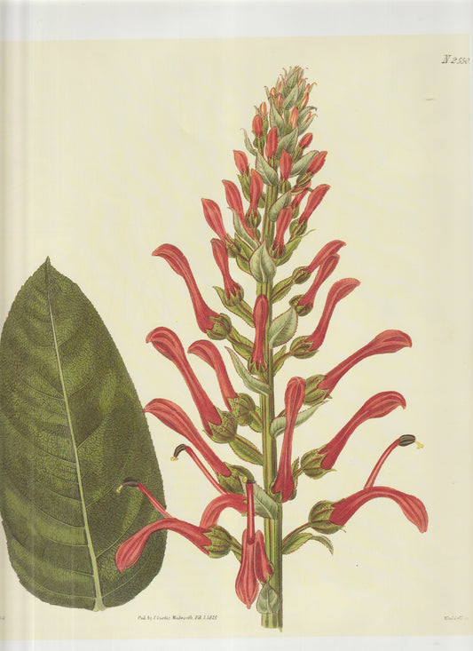 Centaurea montana (Mountain Bluet / Perennial Cornflower) Plate 2550