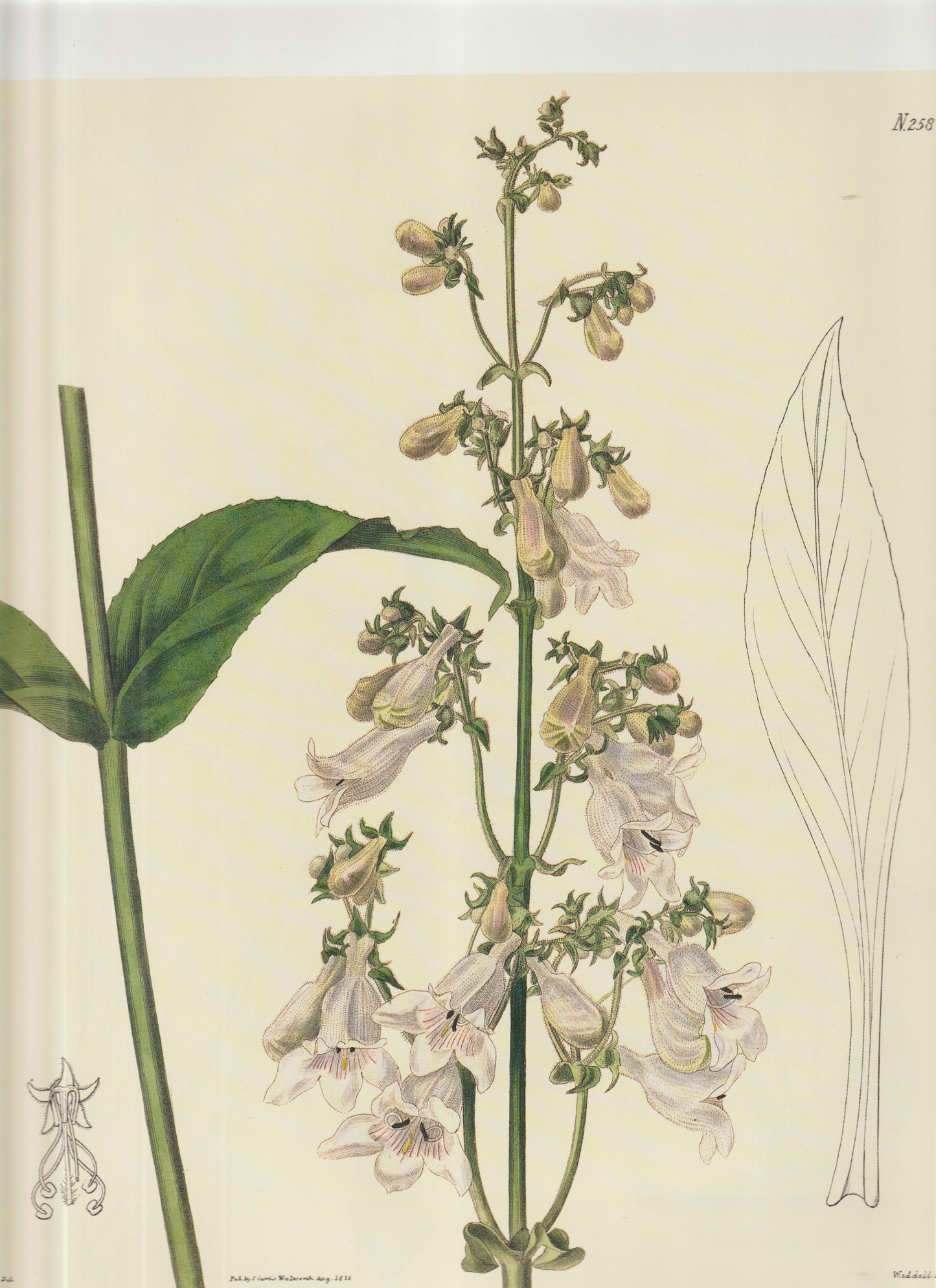 Digitalis purpurea var. alba_ (White Foxglove) Plate 2587