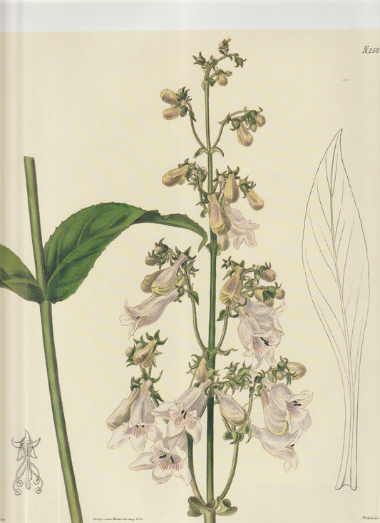 Digitalis purpurea var. alba_ (White Foxglove) Plate 2587