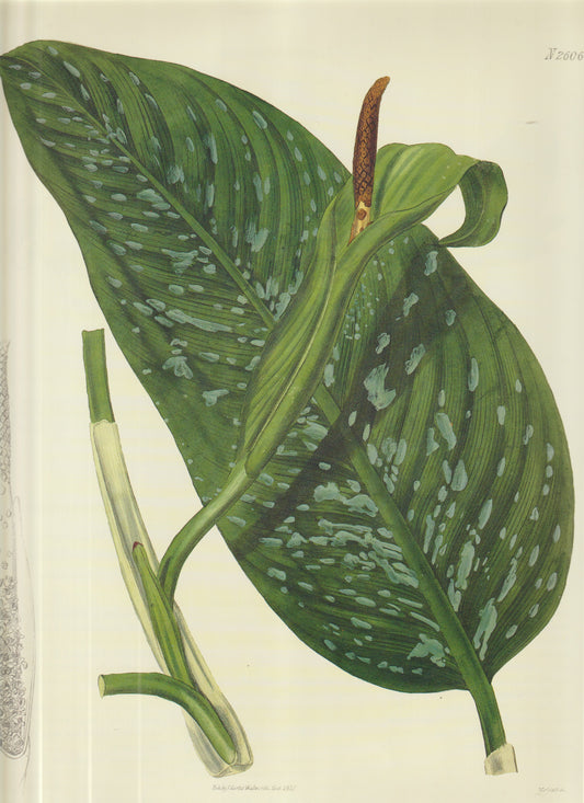 Gesneria ventricosa, Hand‑Colored Copperplate” Plate 2606