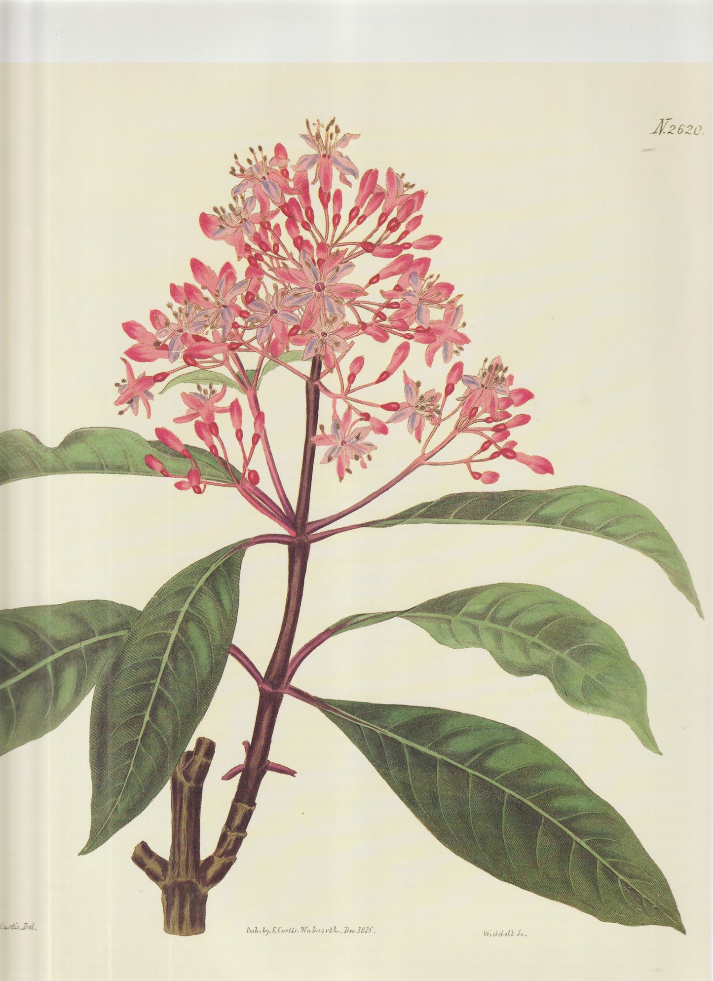 1825 Curtis Botanical Magazine —Hand‑Colored Copperplate Engraving (Walworth Issue Plate 2620