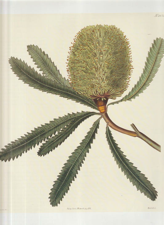 Banksia (Proteaceae) Plate 2671