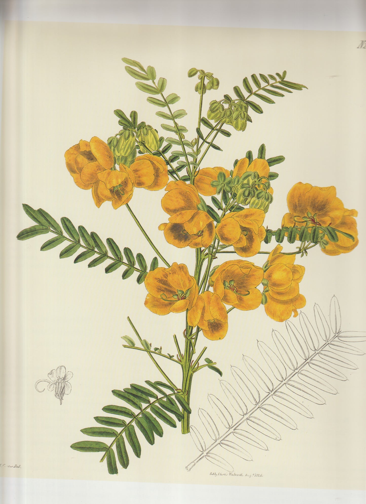 Cassia Floribunda Aka. Floribunda Senna