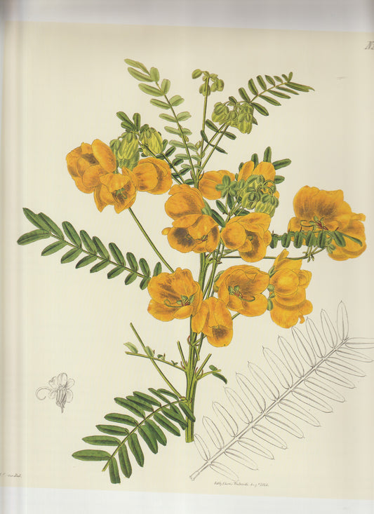 Cassia Floribunda Aka. Floribunda Senna