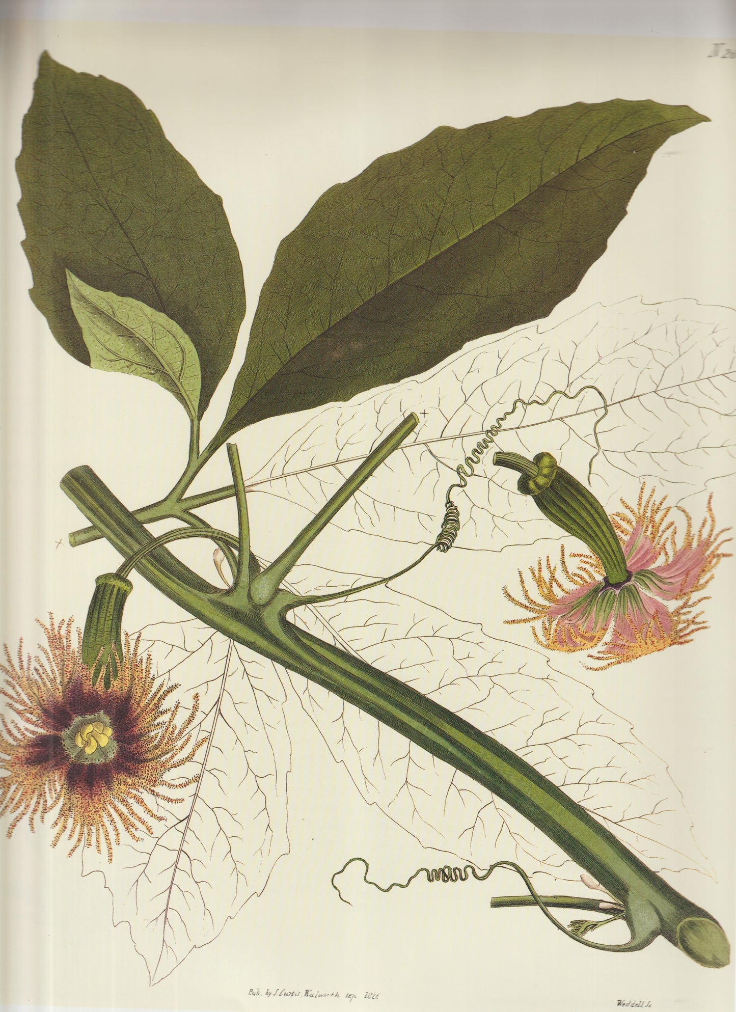 Passiflora racemosa — the Red Passionflower, plate 2681