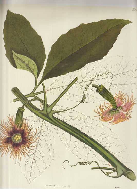Passiflora racemosa — the Red Passionflower, plate 2681