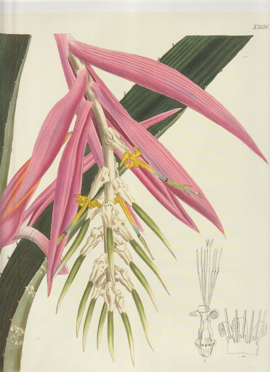 Tillandsia / Vriesea group of Bromeliaceae. Plate 2686