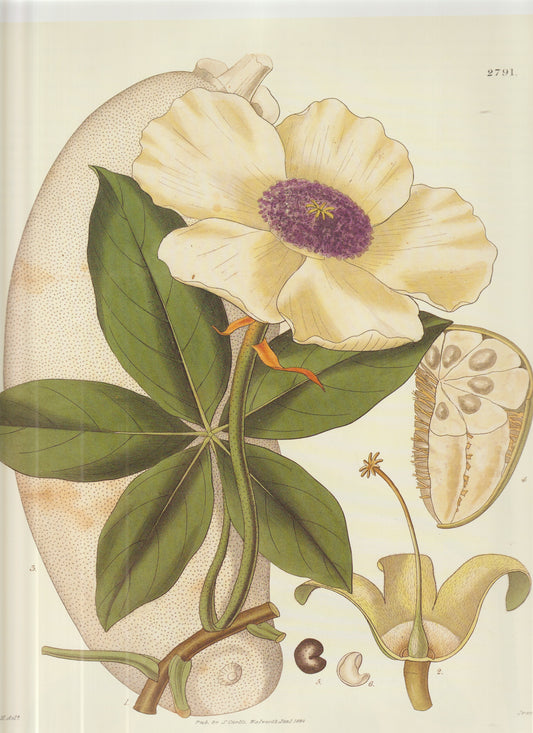 “1828 Curtis Botanical Magazine Plate 2791 — Catasetum tridentatum, Hand‑Colored Copperplate”
