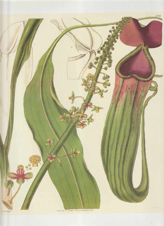 Nepenthes (Tropical Pitcher Plant) Plate 2798