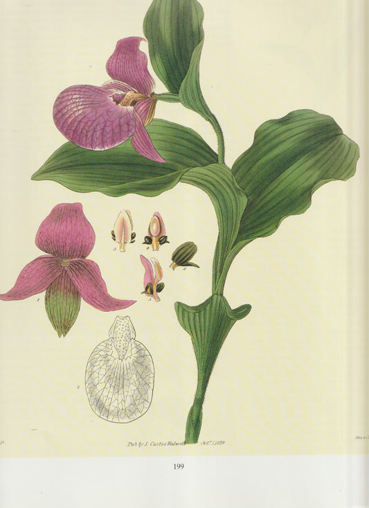 Epidendrum Ciliare Aka: Clam Shell Orchid