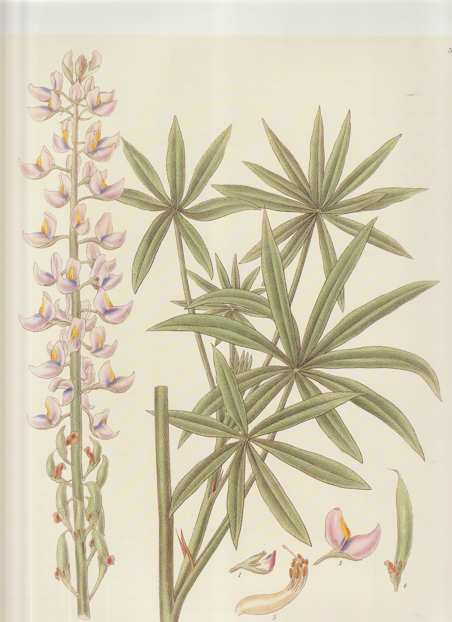 Lupinus polyphyllus Lindl.   Common name: Large‑Leaved Lupine Plate 3283
