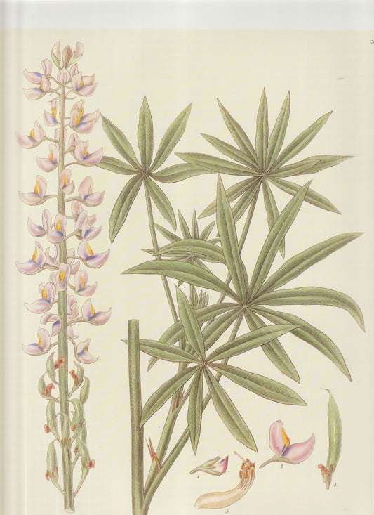 Lupinus polyphyllus Lindl.   Common name: Large‑Leaved Lupine Plate 3283