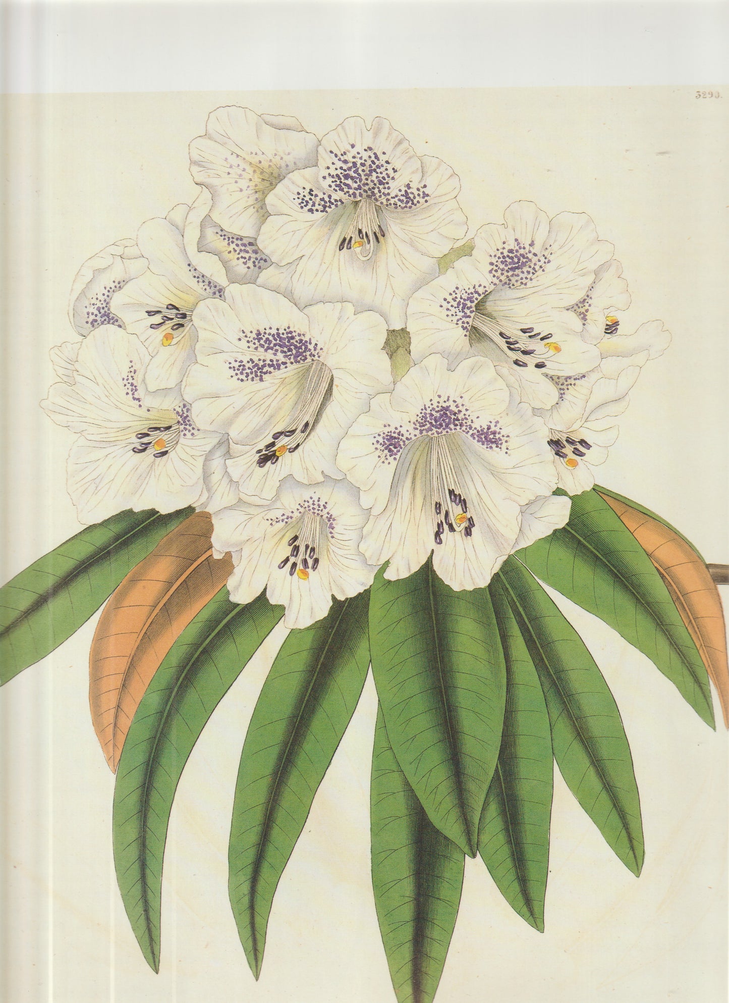 Rhododendron campanulatum  Plate 3293