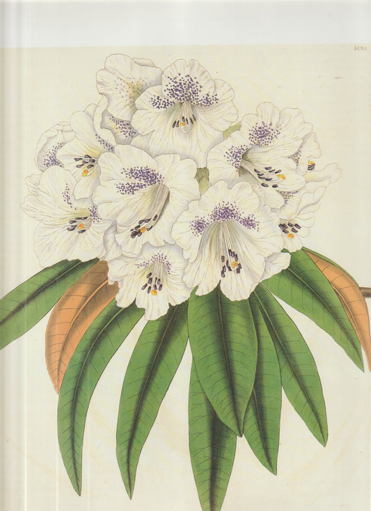 Rhododendron campanulatum  Plate 3293