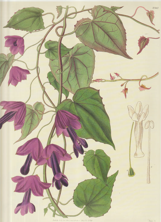 Rhodochiton volubile (now Lophospermum rhodochiton / Rhodochiton atrosanguineus Plate 3367