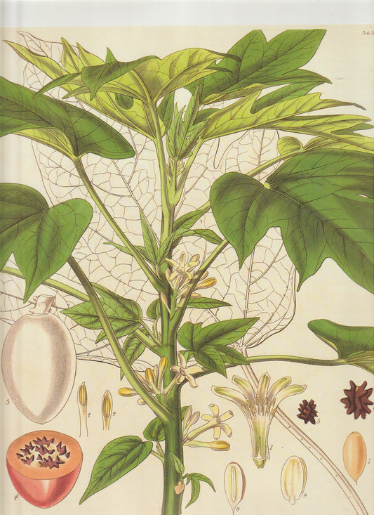 Gesneria zebrina (later Gloxinia zebrina, now in the Sinningia group. Plate 3633