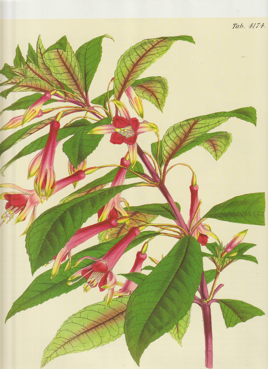 Species: Clianthus puniceus (Kaka Beak / Parrot’s Beak) Date: c. 1845 Plate 4174
