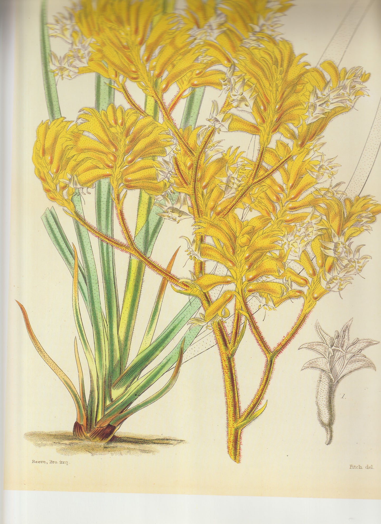 Dendrobium densiflorum Common names:  Golden Orchid  Dense‑flowered Dendrobium Plate 4180