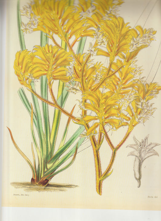 Dendrobium densiflorum Common names:  Golden Orchid  Dense‑flowered Dendrobium Plate 4180