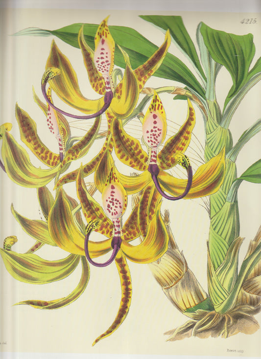 Cymbidium lowianum Common names:  Low’s Cymbidium  Low’s Boat Orchid Plate 4215