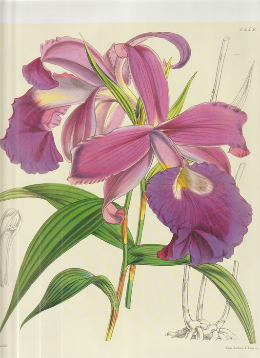 “Curtis Botanical Magazine Plate 4446 — Orchid, Hand‑Colored Lithograph (Reeve, Benham & Reeve)”